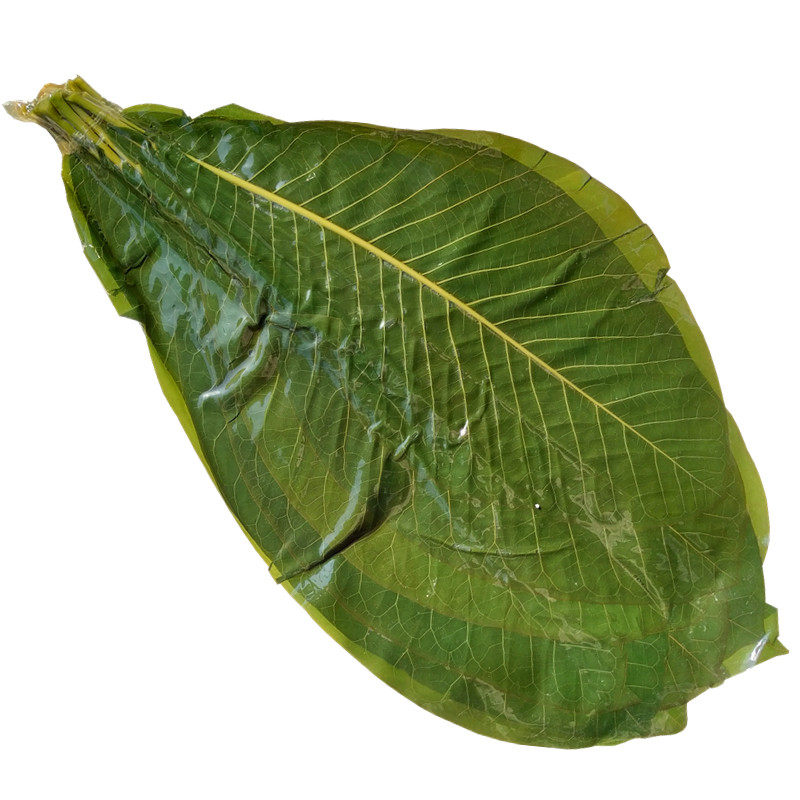 日本料理绿色新鲜朴叶20片蒲叶寿司烧烤摆盘装饰寿司套件