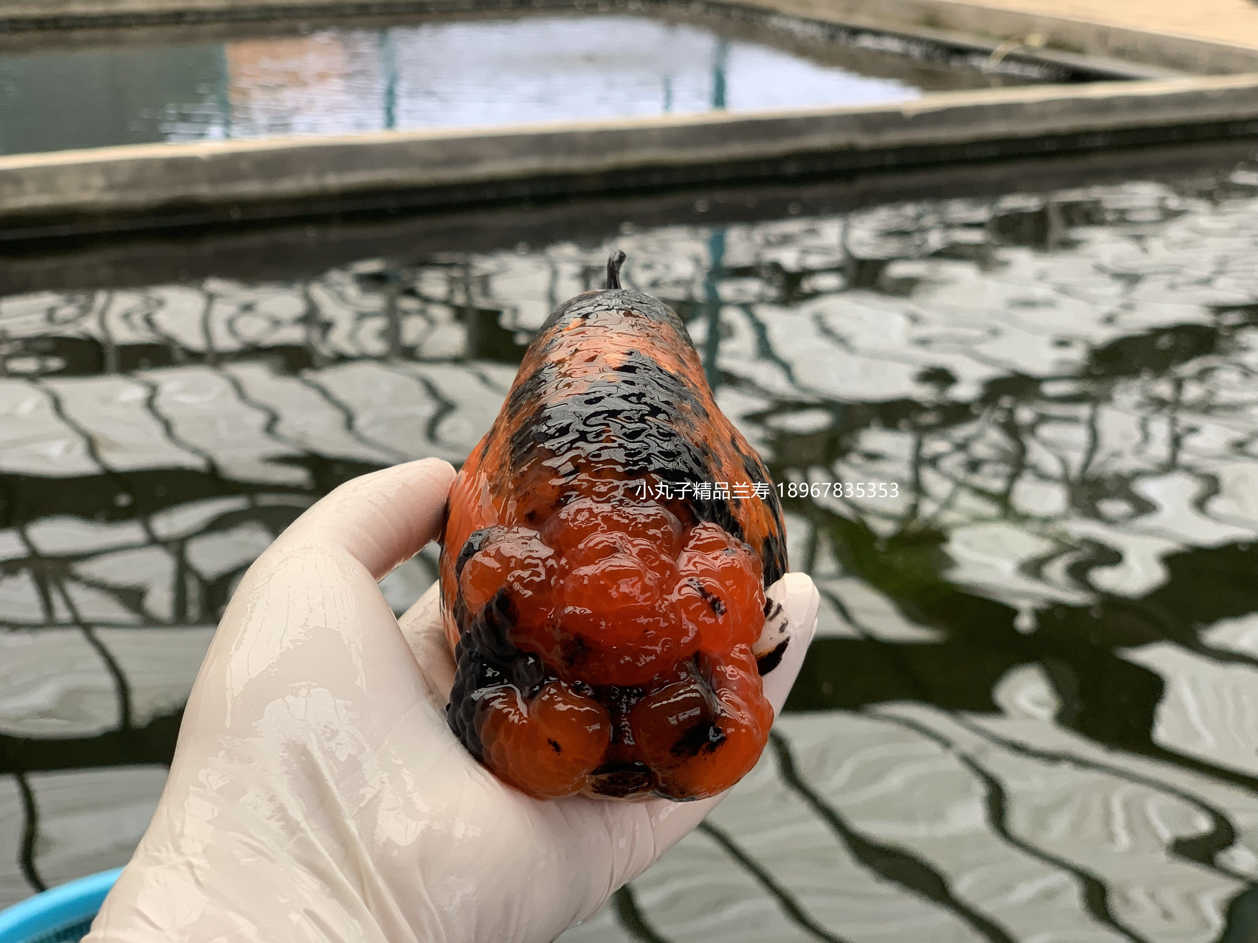 福州潘氏兰寿金鱼活体动物淡水冷水水族观赏鱼鱼