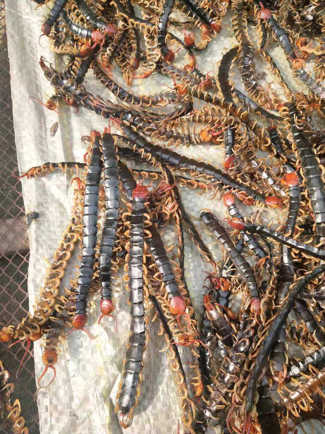 水蛭红头蜈蚣20克中药材其他药食同源食品