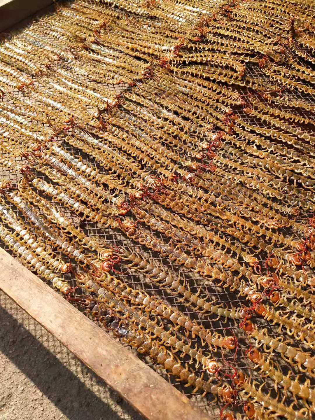 水蛭红头蜈蚣20克中药材其他药食同源食品