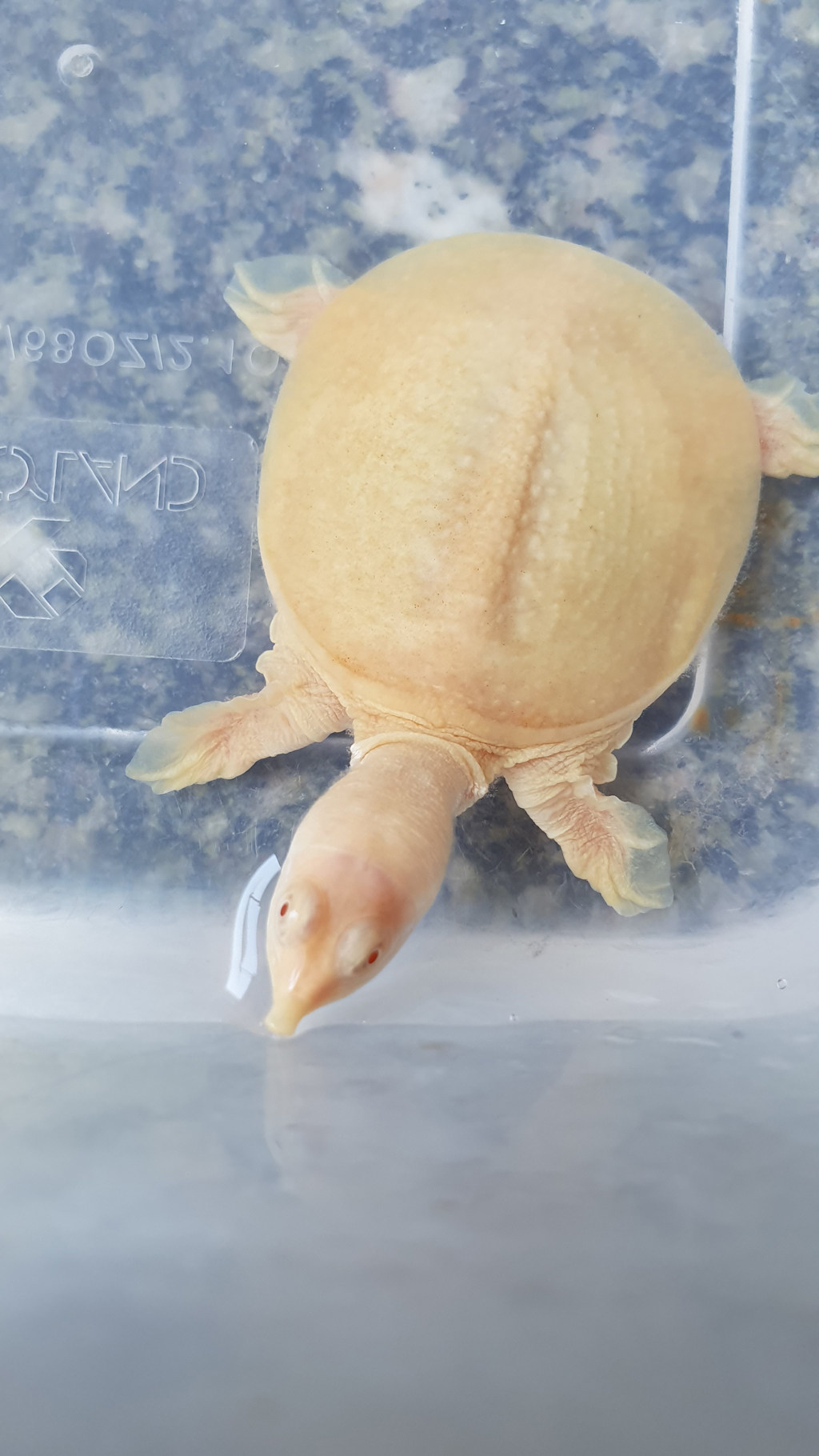 白化黄金甲鱼粉雪鳖苗白色黄金甲变异珍珠鳖水龟