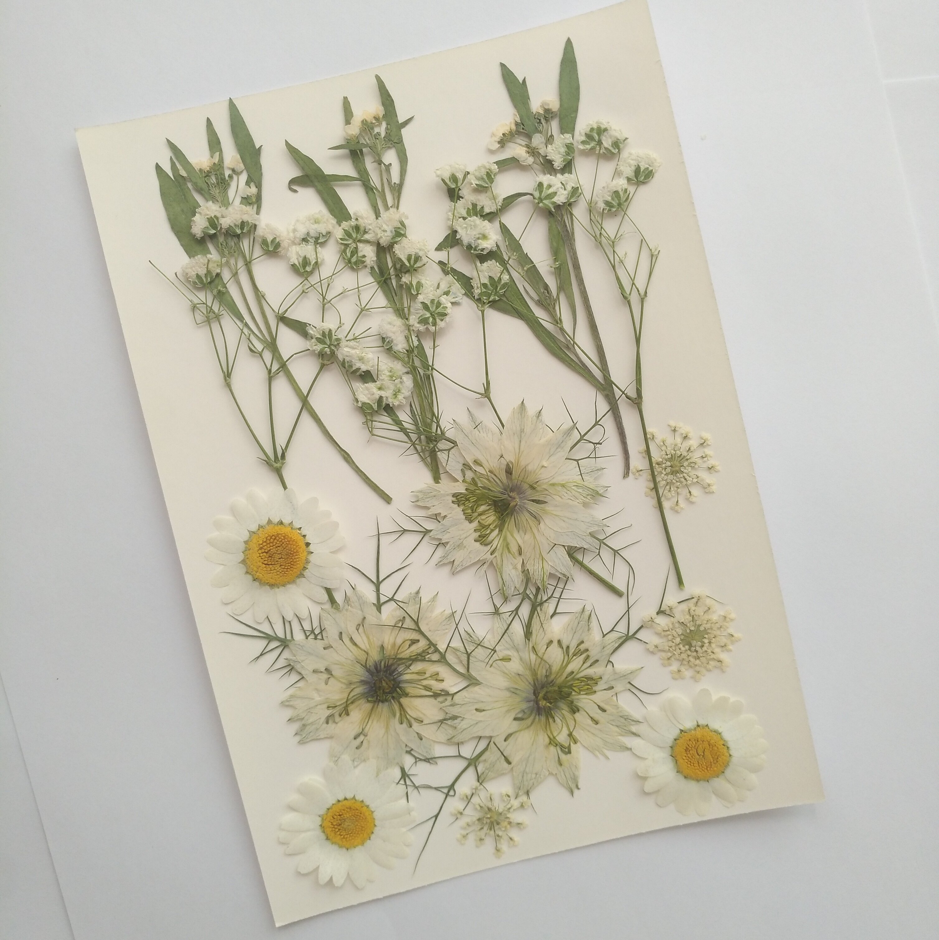 周周押植物标本干花压花材料黑种种草满天星白晶菊干花