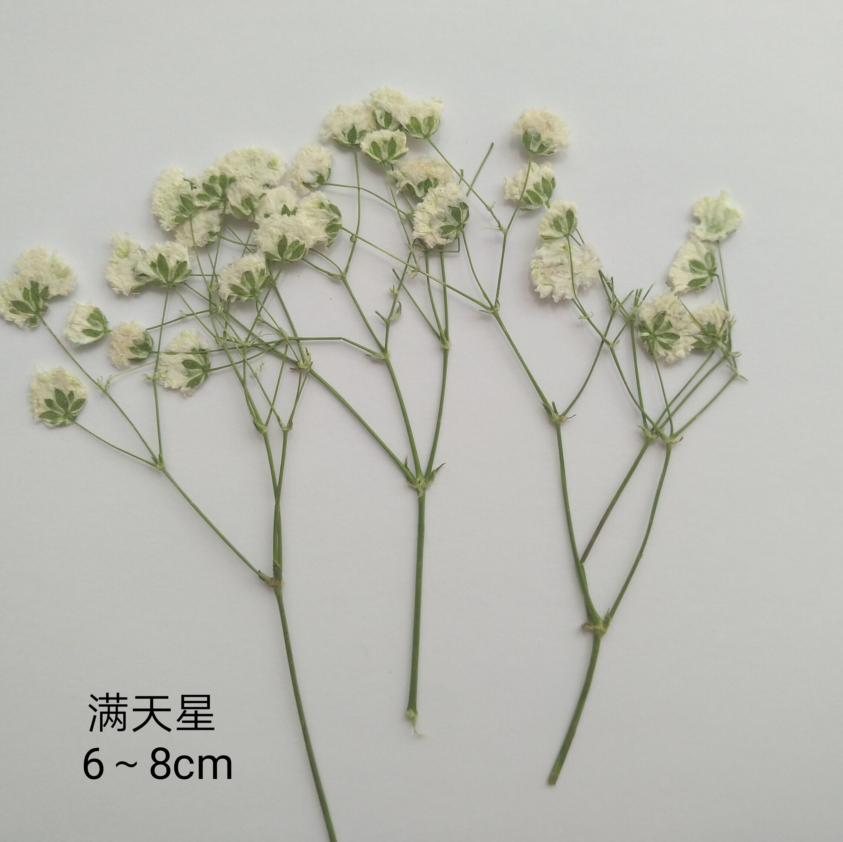 周周押植物标本干花压花材料黑种种草满天星白晶菊干花
