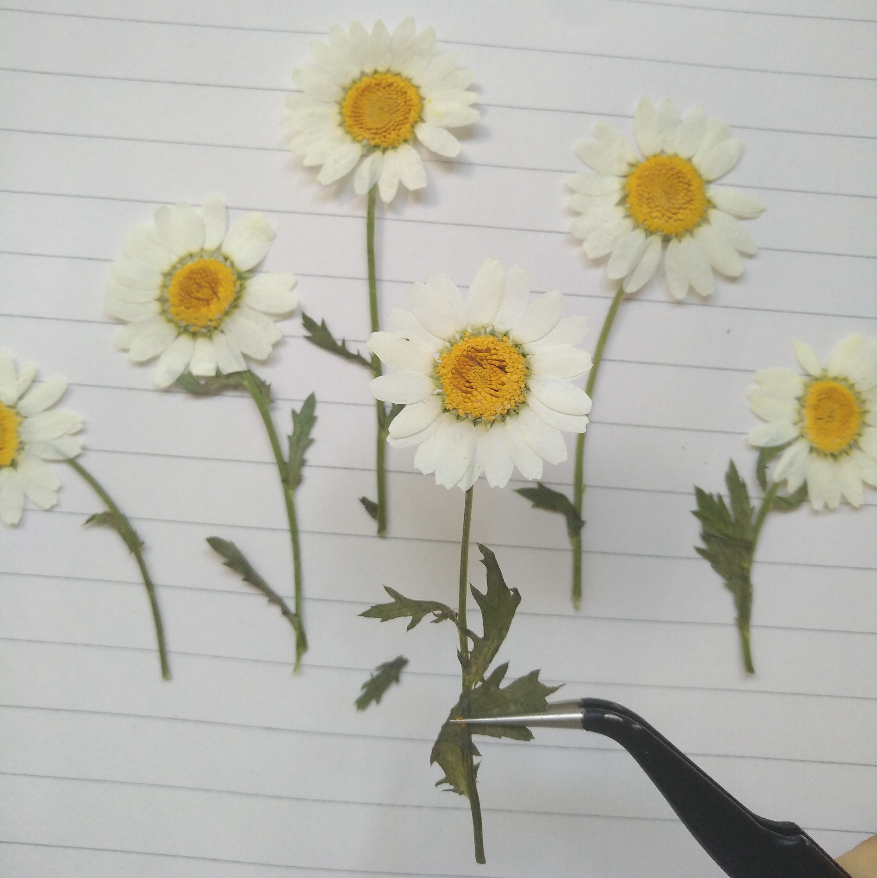 周周押带枝白晶菊植物标本干花压花滴胶儿童活动干花