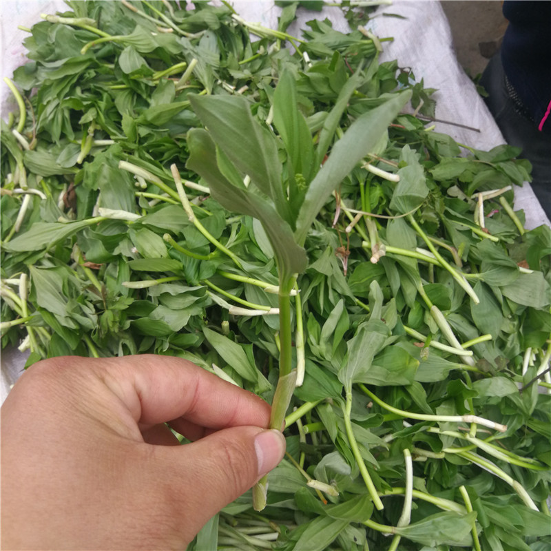 东北野生山菜山糜子新鲜野菜500克满2斤包邮应季新鲜过季速冻