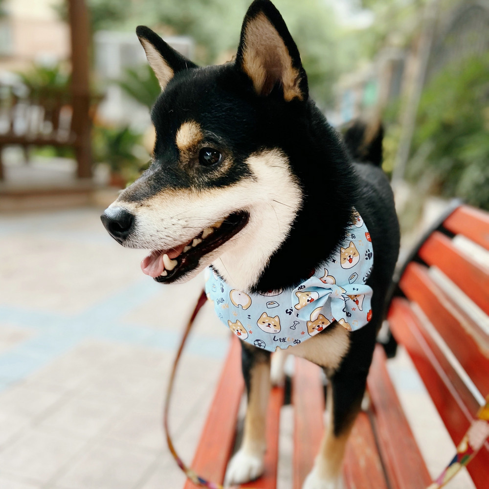 柴犬围巾宠物日系围脖狗狗圆领领结饰品玛莎围巾