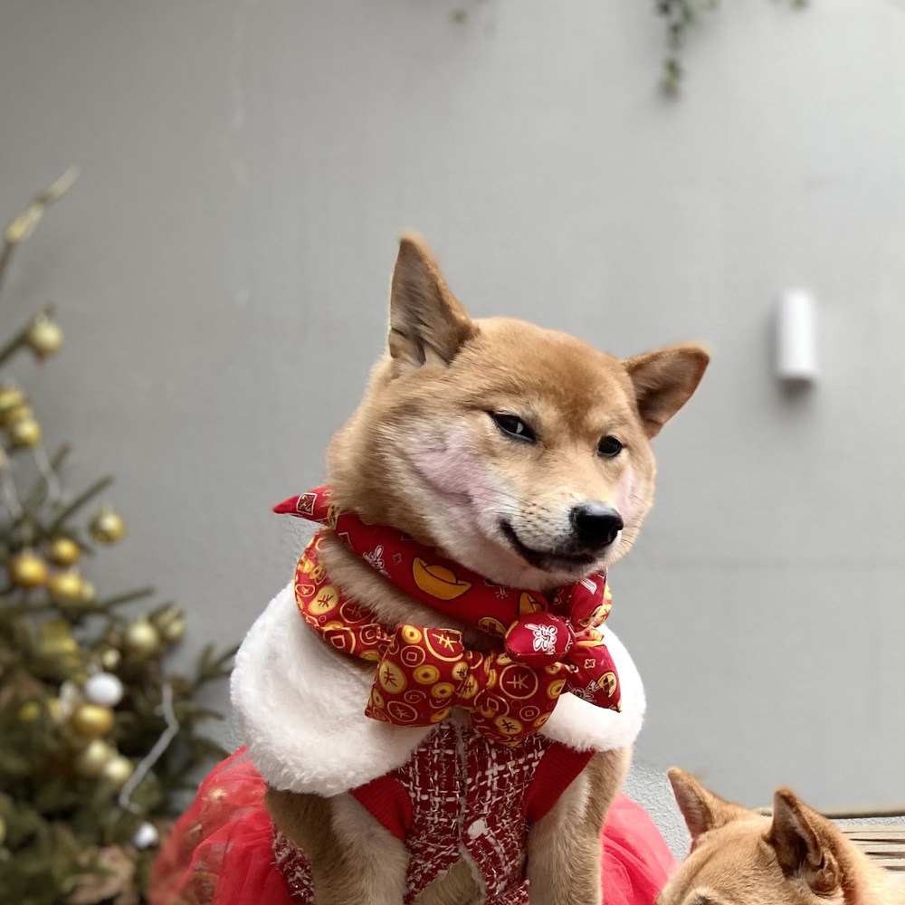 柴犬新年饰品宠物红色过年围巾柠檬围脖拍照领结
