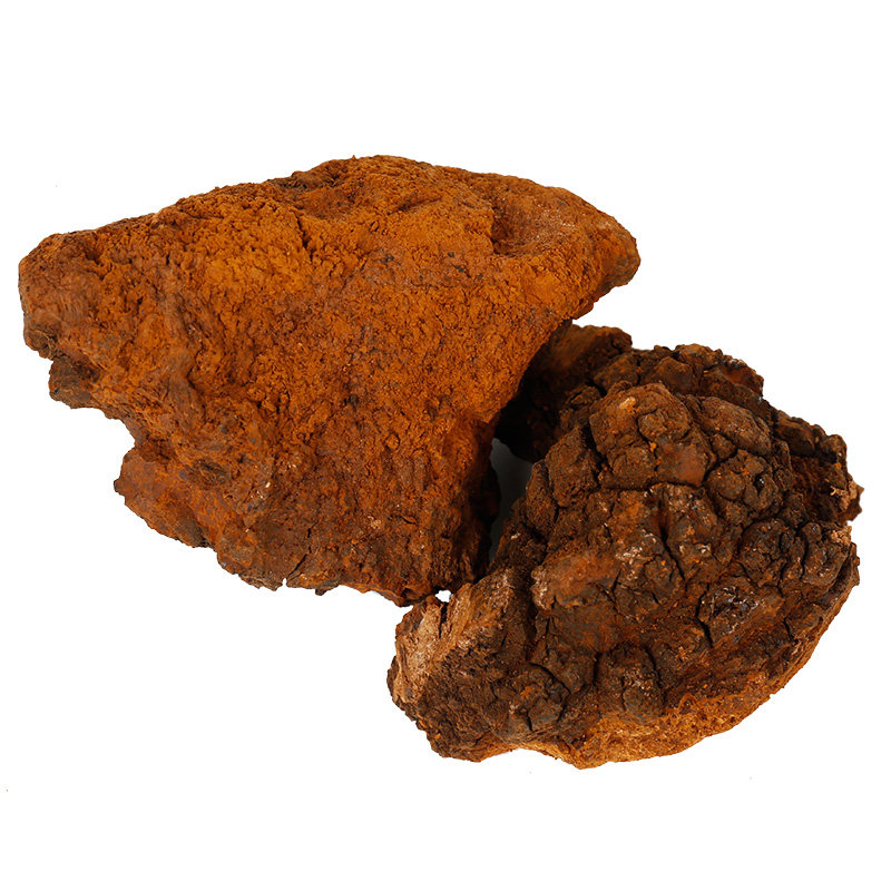 桦树长白山纯野野生白桦桦褐孔桑黄林芝东北特产整枝灵芝