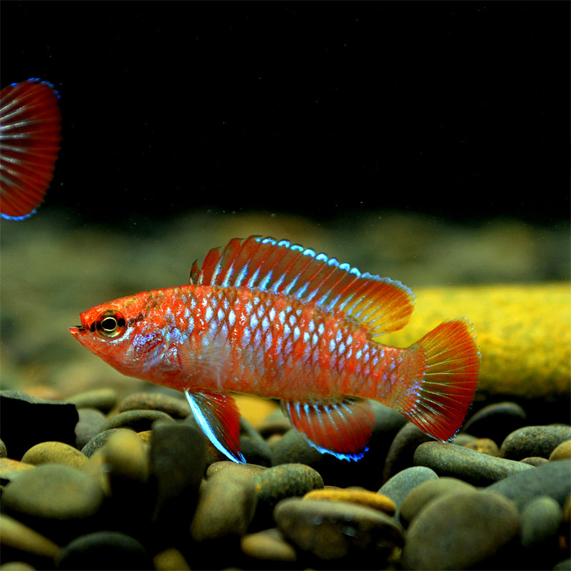 变色龙鱼活体火焰变色龙鱼观赏鱼热带鱼迷你短鲷草缸鱼鱼缸可养