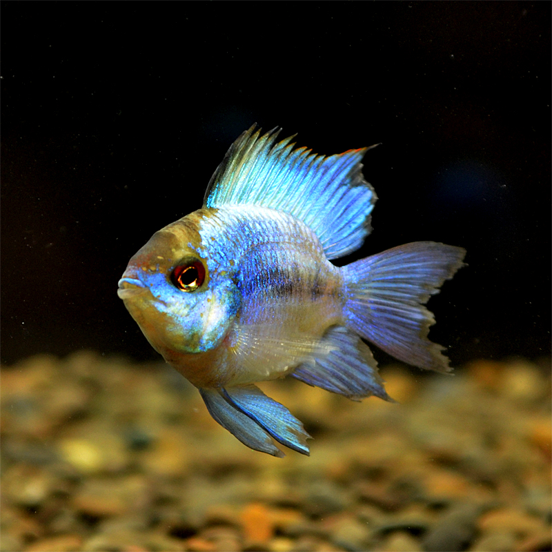 阿凡达球宝蓝凤凰慈鲷小型鱼鲷热带鱼鱼