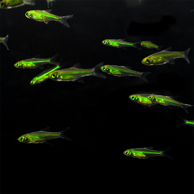 游鱼绿晶灯鱼荧光灯透明鱼草缸群热带绿灯野生鱼