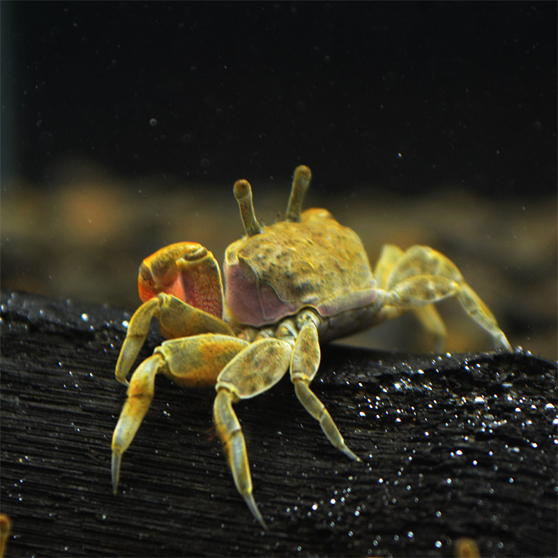 迷你辣椒蟹草缸观赏水族宠物螃蟹小螃蟹不吃鱼虾蟹