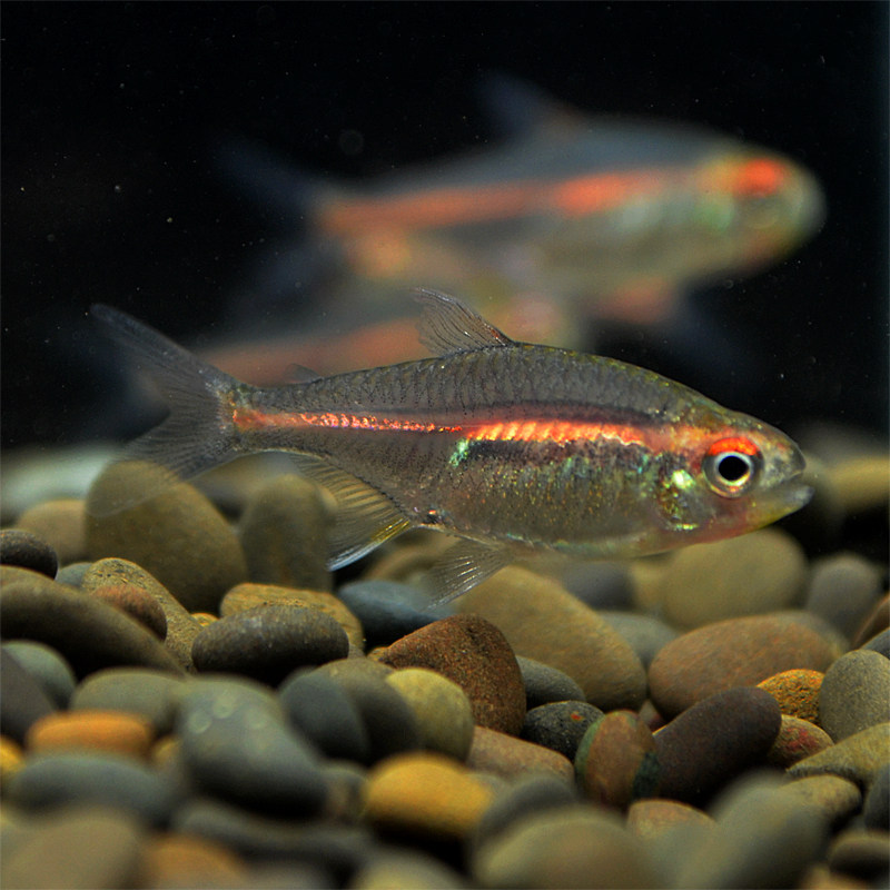 红灯热带灯管玻璃霓虹灯透明鱼红色小型鱼草游鱼鱼