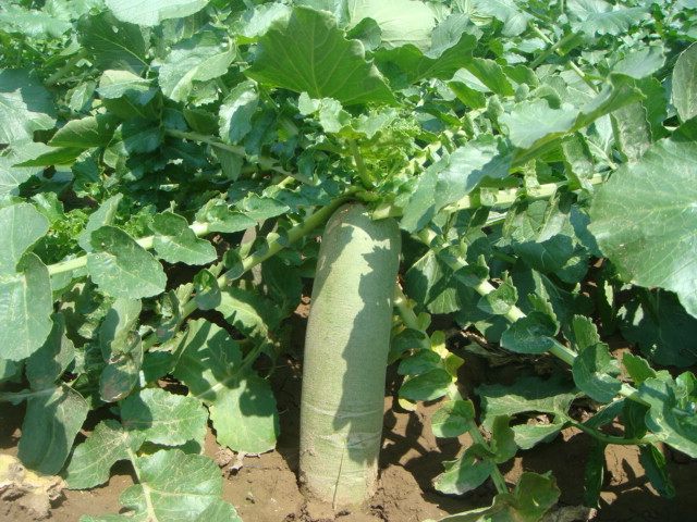 潍坊萝卜潍县萝卜夏庄萝卜水果萝卜潍县青萝卜 五斤装包邮