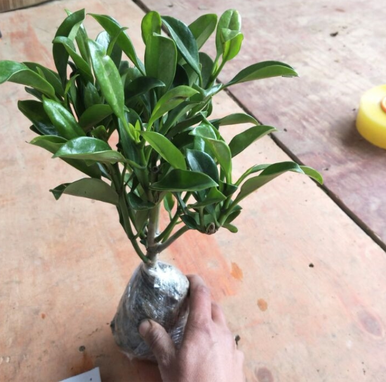 精选新款非洲茉莉花盆栽植物四季常青客厅室内大型花卉吸甲醛包邮
