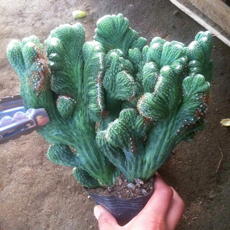 五指山虎头山仙人掌盆栽防辐射沙漠绿色多肉植物净化空气罗汉盆景