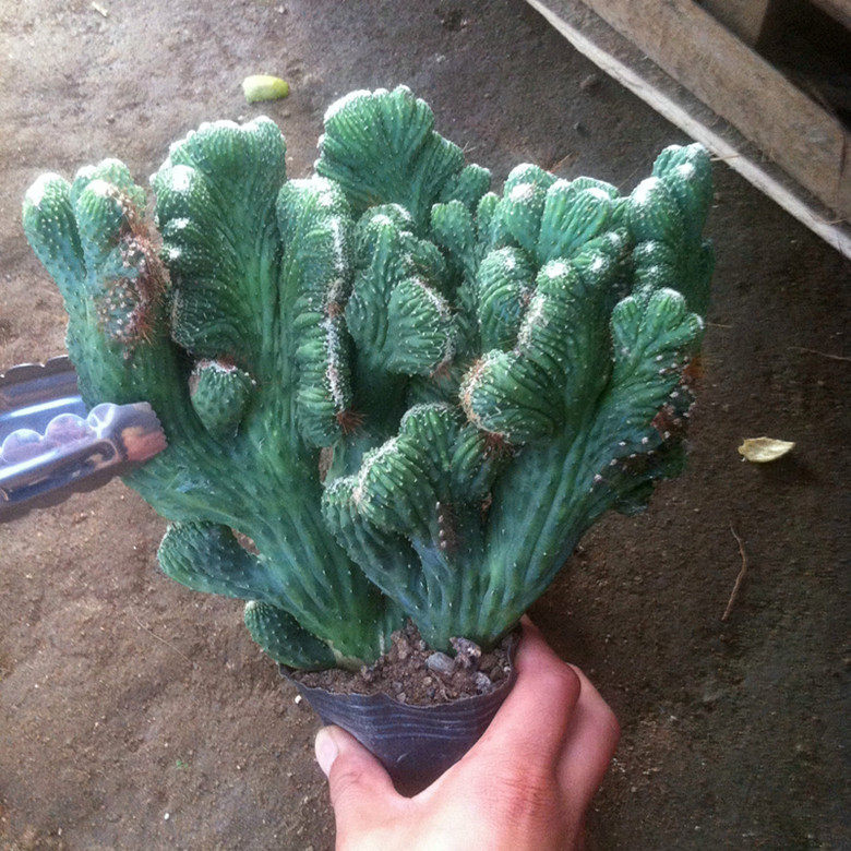 五指山虎头山仙人掌盆栽防辐射沙漠绿色多肉植物净化空气罗汉盆景