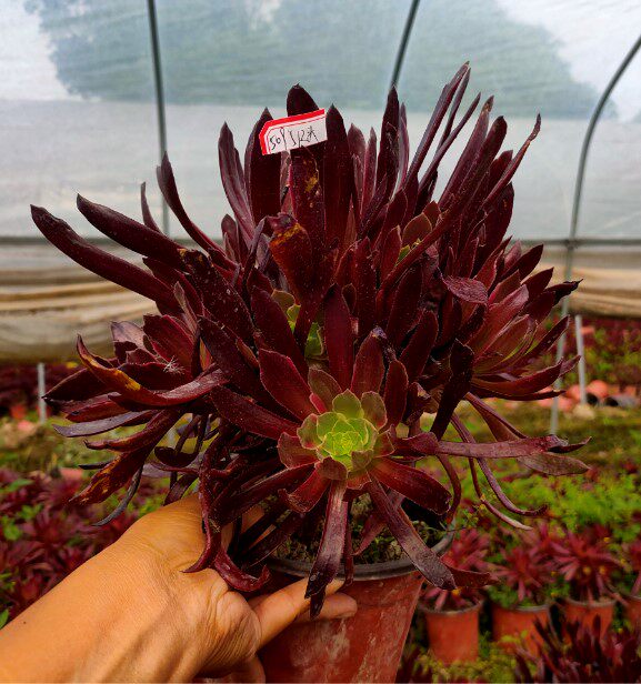 新法师红覆生手群生女王娜迦蛇女三仙霞飞植物多肉植物