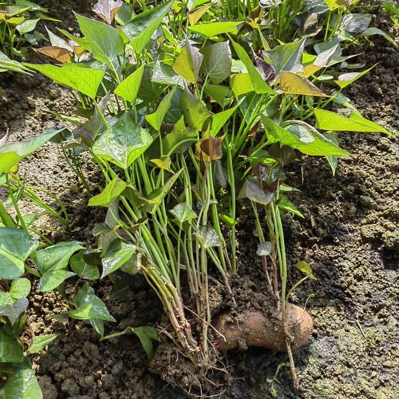 红薯地瓜苗紫薯苗蜜薯西瓜板栗秧苗烟薯山芋番薯