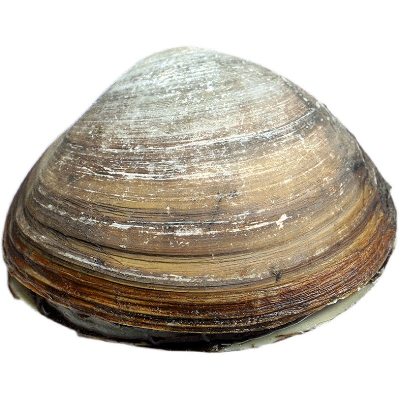 大连海鲜鲜活大北北极新鲜刺身即食兰花蚌北其它