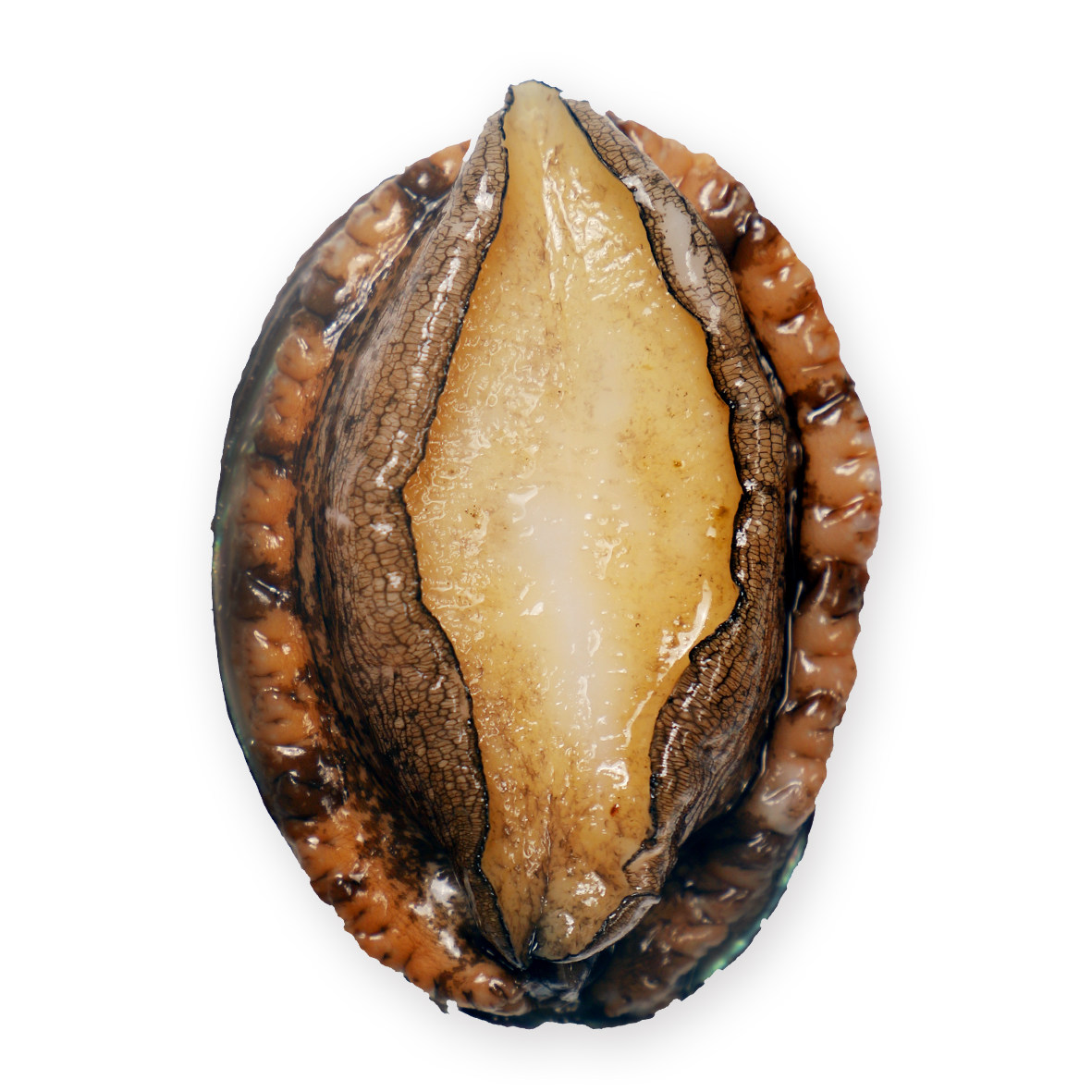 鲍鱼大连鲜活1315头皱纹盘鲍海鲜水产活体超大鲍鱼