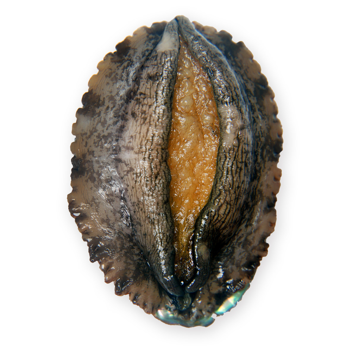 鲍鱼大连鲜活9-10头皱纹盘鲍海鲜水产活体超大鲍鱼