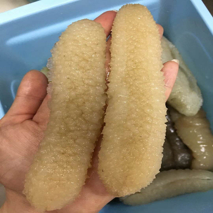 产地地直澳洲珍珠秃参天然野生海参60头明秃海参