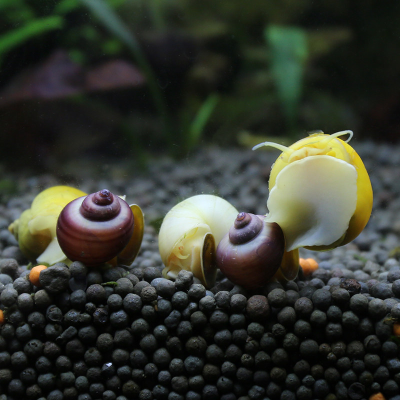 黄金螺宠物草缸鱼缸水族箱牙螺观赏金兔黄金兔神秘螺