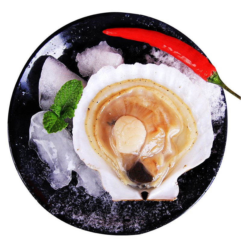 鲜活大连海鲜扇贝新鲜元贝夏夷贝活海产贝类夏夷贝