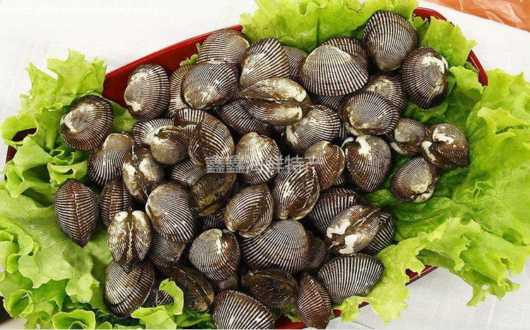 大连庄河野生海鲜特产当地现挖鲜活新鲜毛蚬子 毛蚶子 毛蛤 血蛤