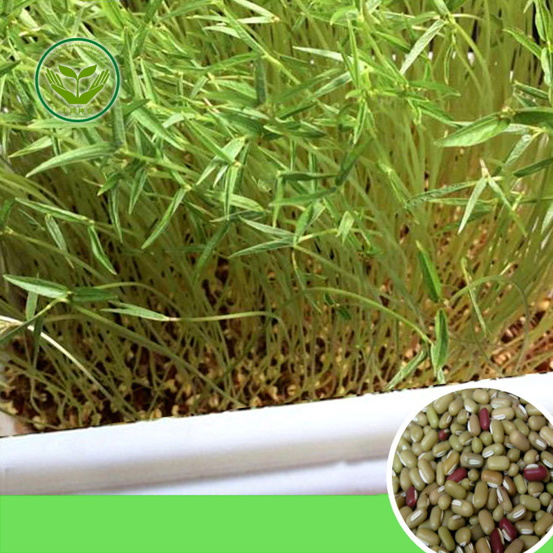 芽苗菜小爬豆芽种子可发发芽藤豆水培纸上种菜家庭园艺种子