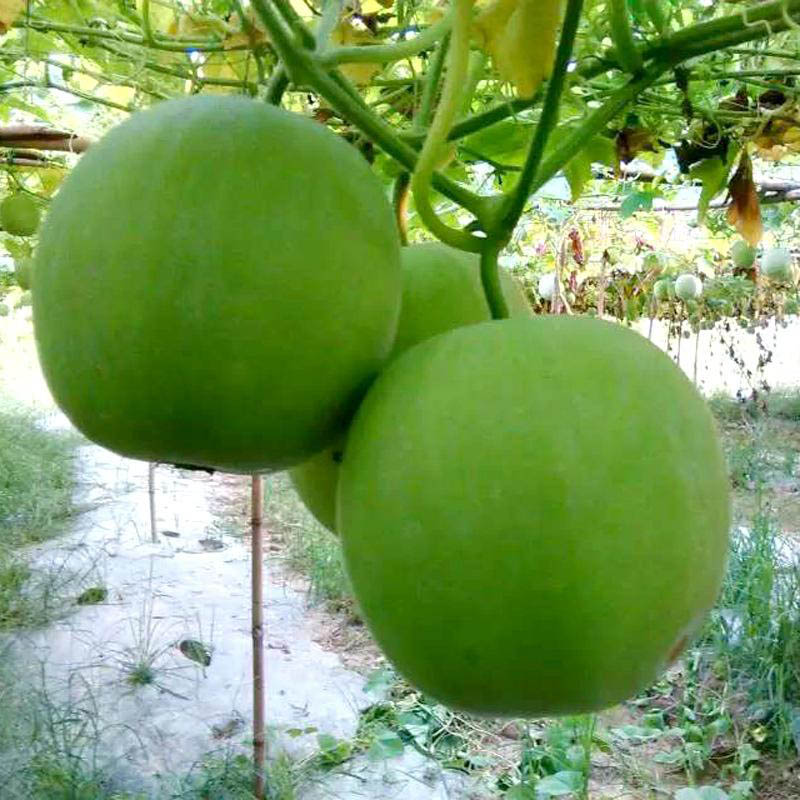 种子冬瓜春季圆宝种籽四季高产香芋厚皮薄圆家庭园艺种子