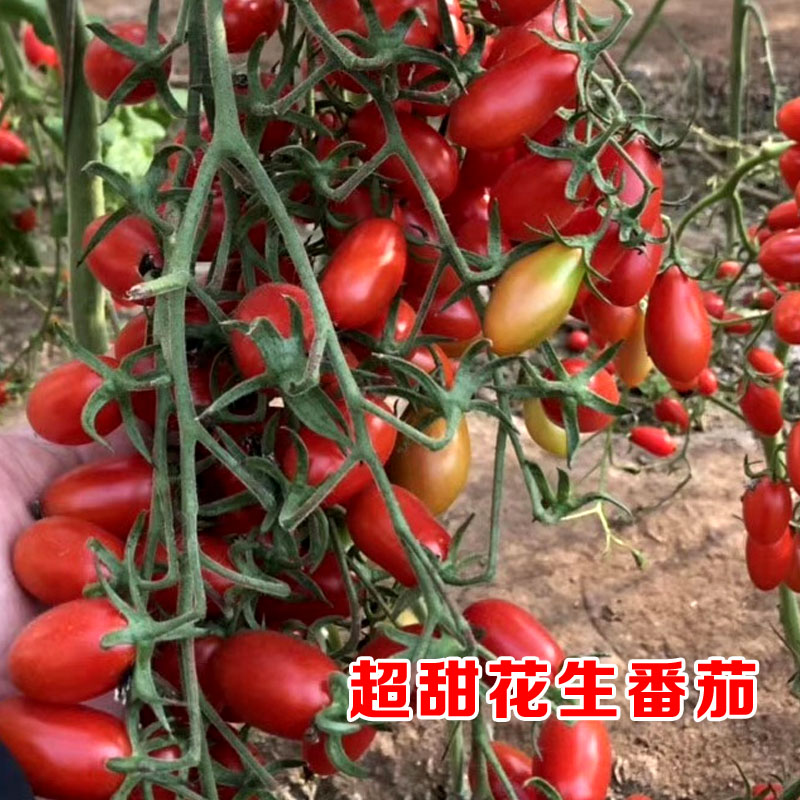 花生柿子番茄种子超甜樱桃小西西红柿种籽盆栽家庭