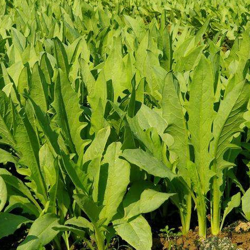 种籽野生大叶牧草种子多年生苦荬菜种鹅菜四季家庭园艺种子