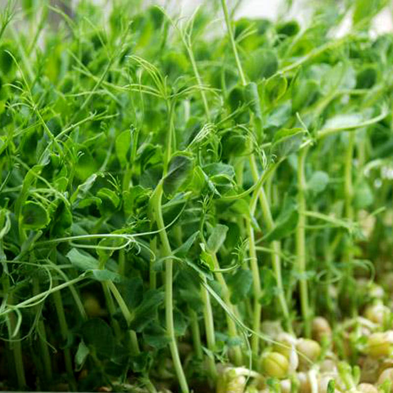 豌豆豆芽菜芽芽苗菜育苗豆苗种植种子无土栽培蔬菜家庭园艺种子