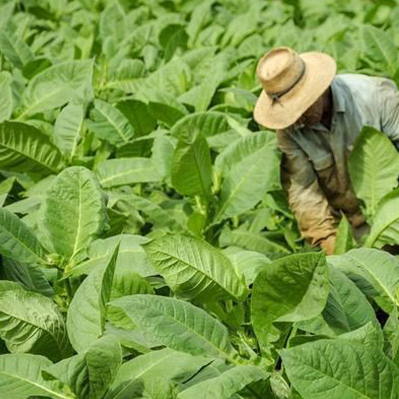 种子旱烟烟草亚布力阳台盆栽种植中熟品种纯正家庭园艺种子