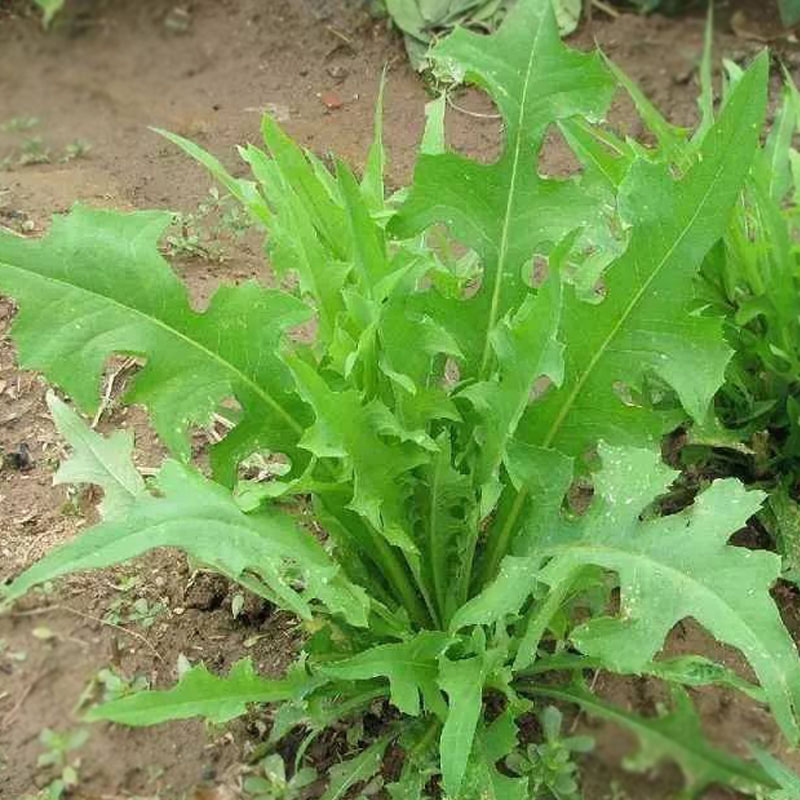 种籽野生大叶牧草种子多年生苦荬菜种鹅菜四季家庭园艺种子