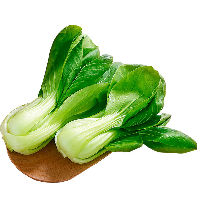 种子靓冠梗矮脚菜种四季高产上海青菜农家家小家庭园艺种子