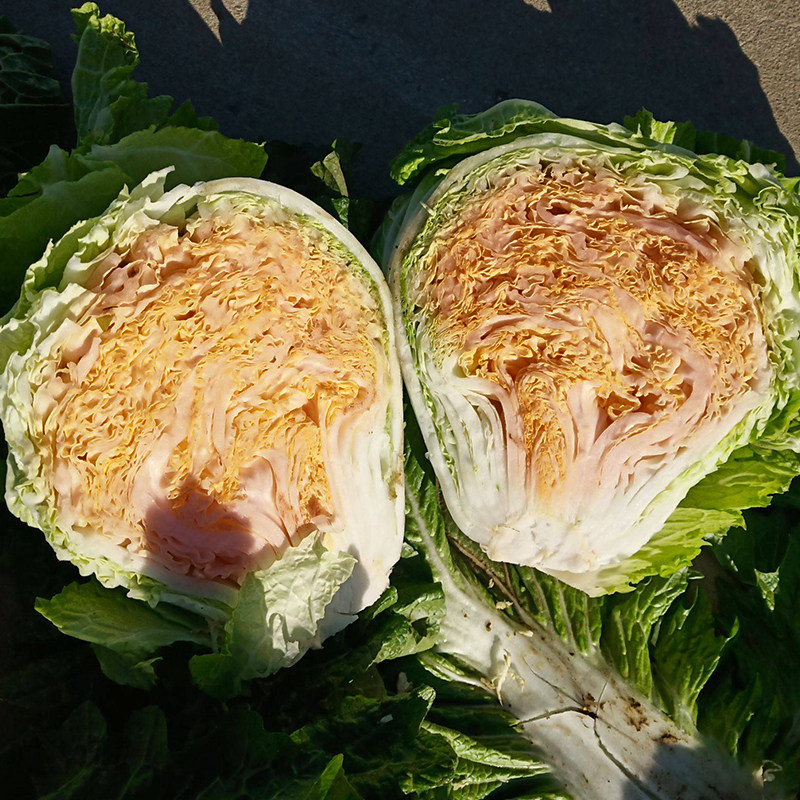 农大白菜籽小包新乡河南红心高产种植柔红易种植家庭园艺种子