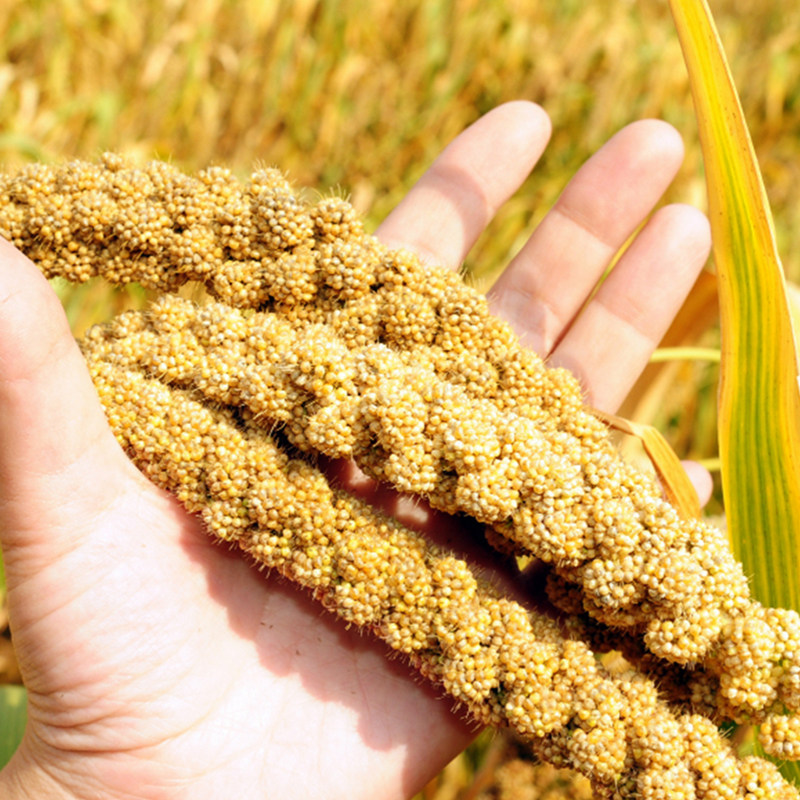 种子谷子正品璐通黄金苗金苗小米抗鸟型大田高产家庭园艺种子