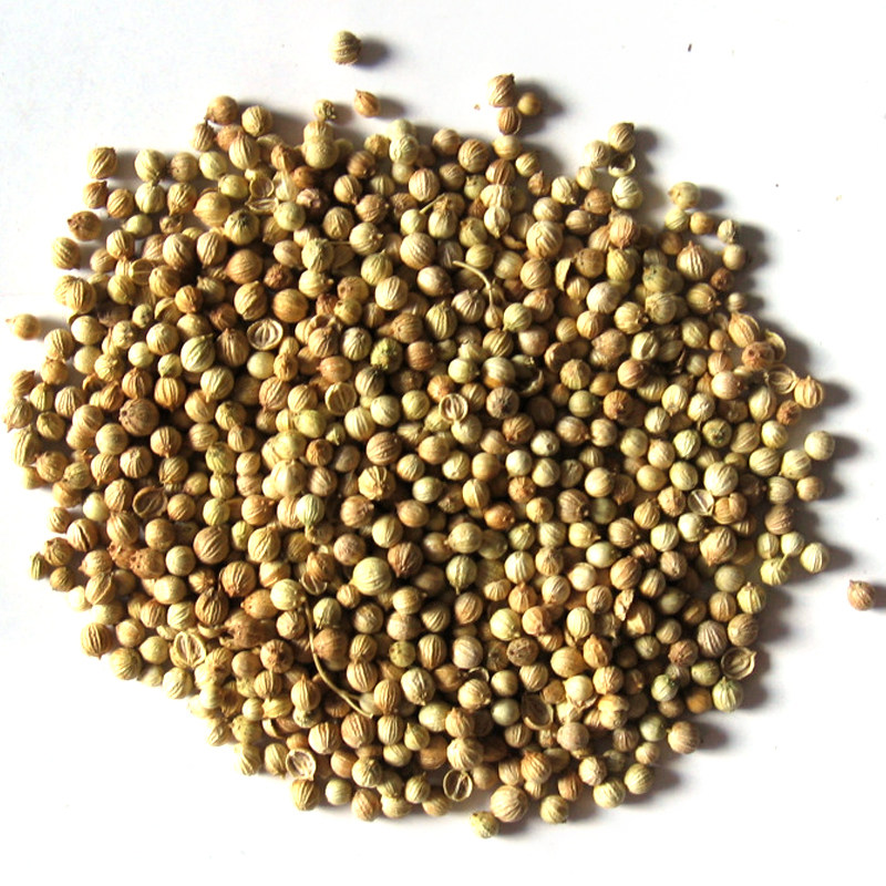 香菜种子任选 芫荽种子小叶香菜大叶香菜种子大全 四季蔬菜种子