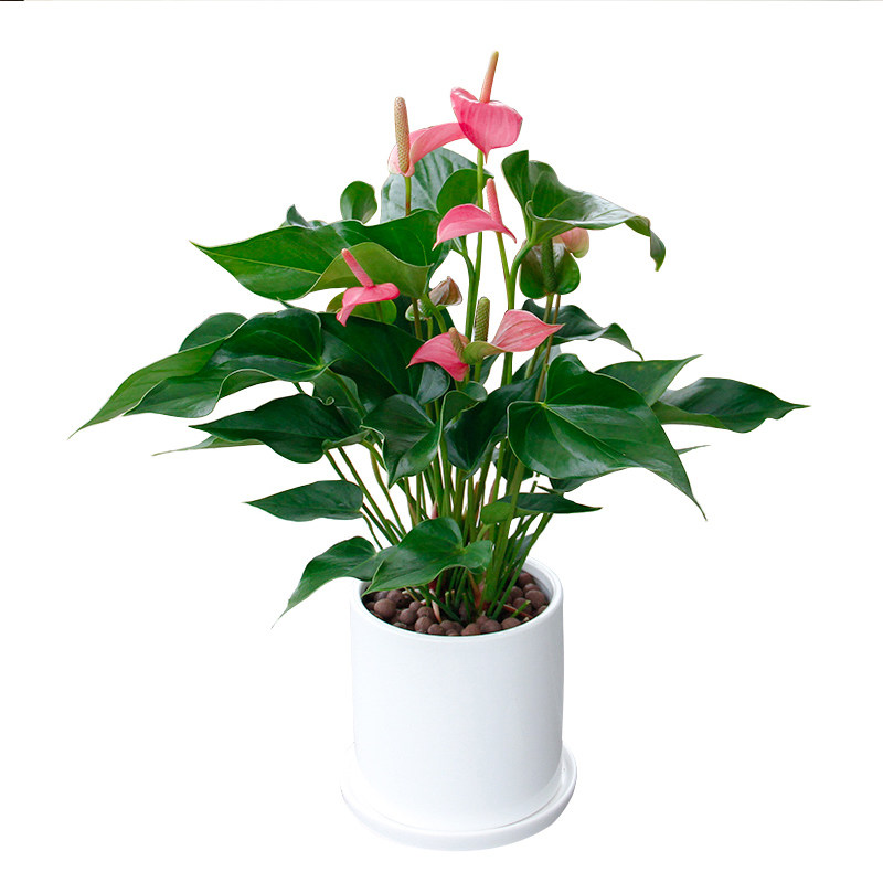 花卉红掌粉掌梦幻盆栽室内送礼开业绿植四季时令草本花卉