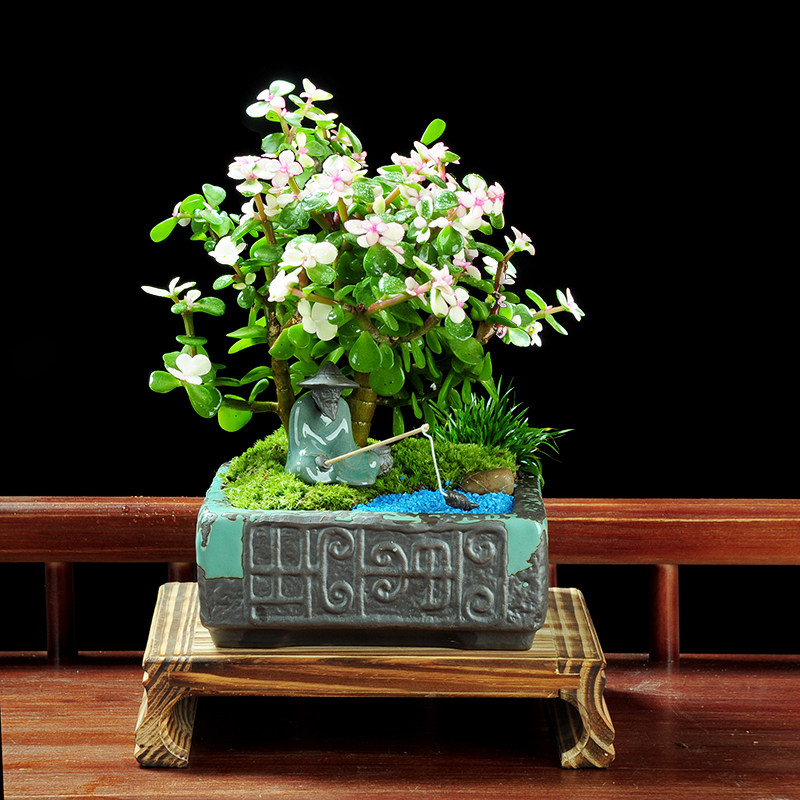 金枝玉叶盆栽造型观花植物客厅室内花雅乐之舞老桩花卉多肉植物