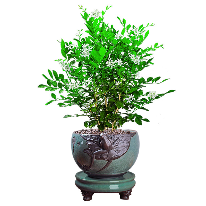 九里香盆栽花卉四季常青桌面室内花盆景驱蚊植物好养绿植浓香开花