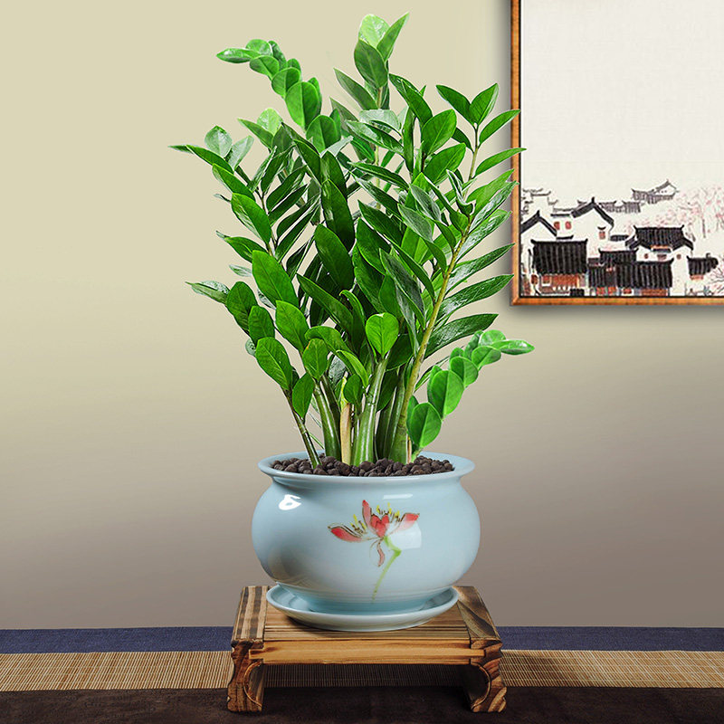 金钱树植物叶植物办公室观常青四季招财花卉客厅摇钱树绿植