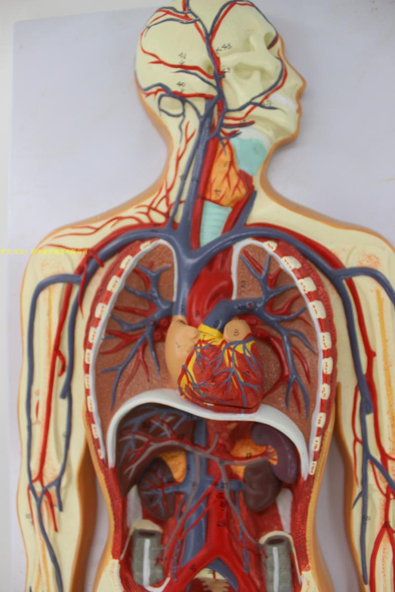 人体血液循环系统模型体肺循环心血管心脏解剖模型