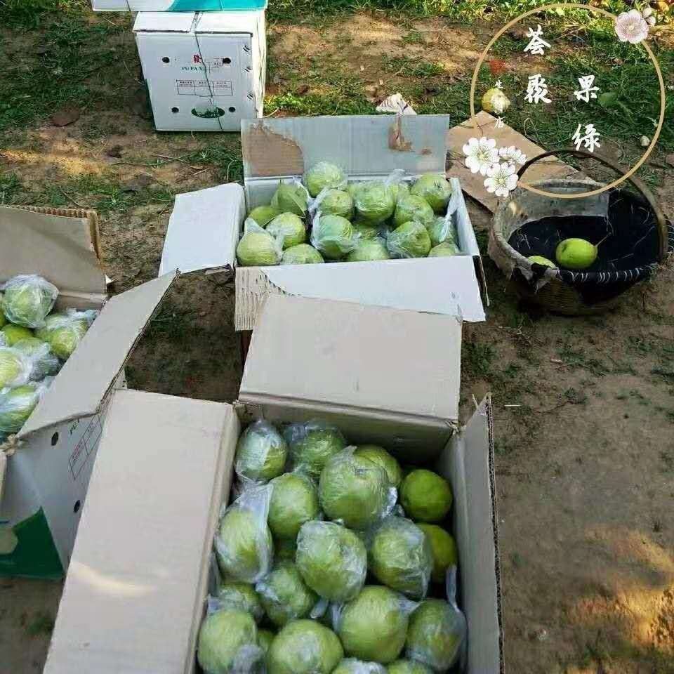 新鲜现摘正宗河北鸭广渣子梨鸭儿广疙瘩鸭梨梨