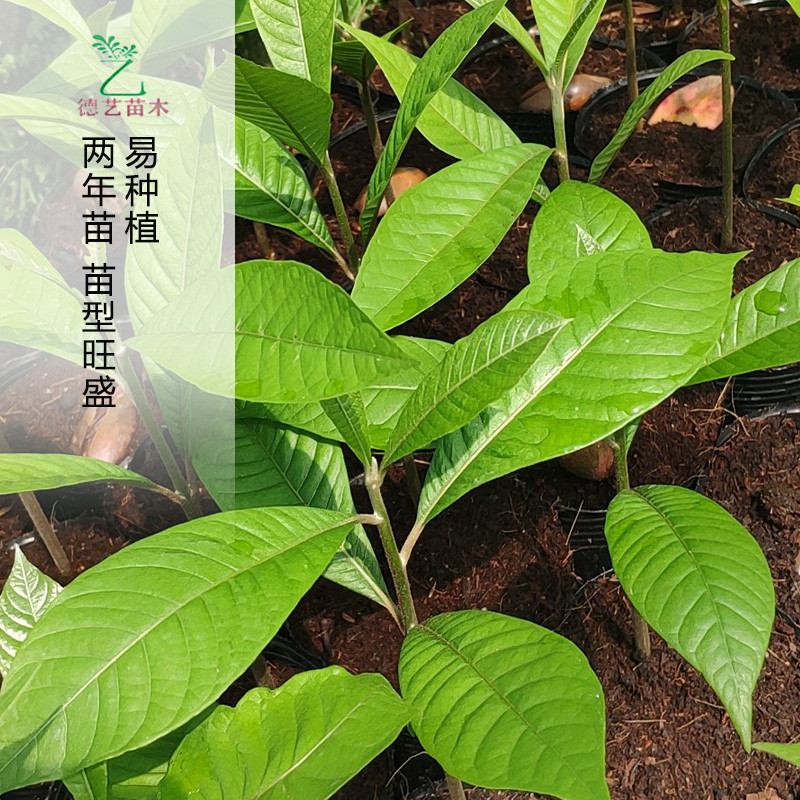 妈咪蛋黄果苗新品台湾盆栽庭院南方麻美咪果果树