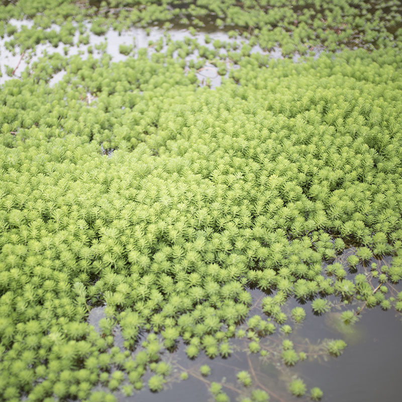 狐尾藻苗养殖龙虾水培植物池塘浮性水生草淡水草