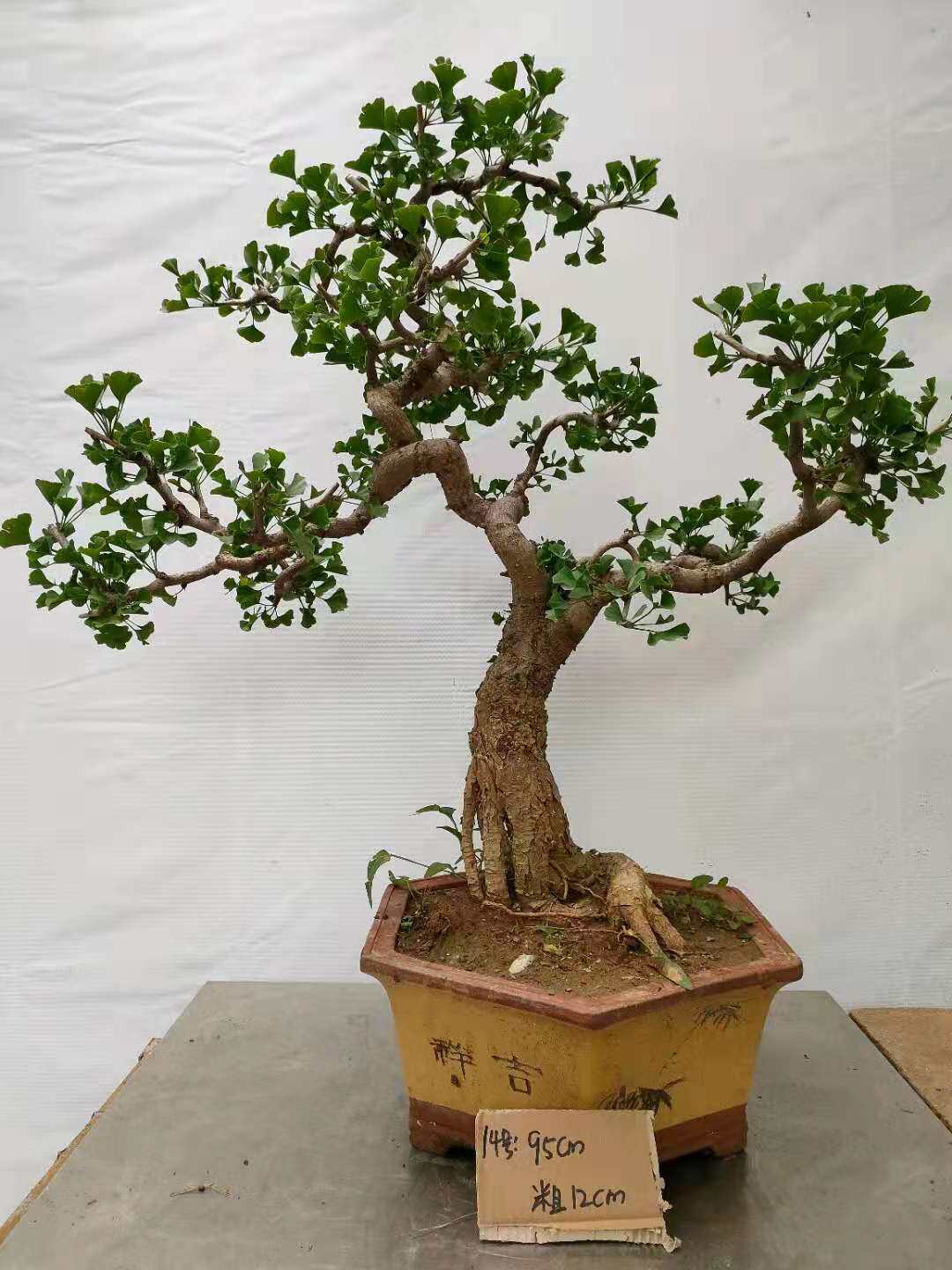 精品银杏矮霸老桩造型盆景庭院树桩盆栽白果大型绿植